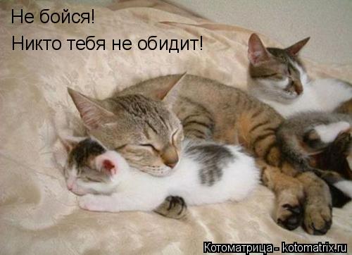 Не бойся! Никто тебя не обидит!... Котоматрица: Не бойся! Никто тебя не обидит!