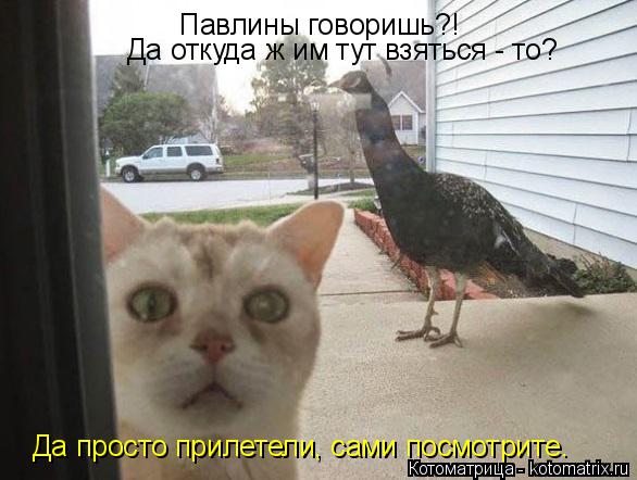 Котоматрица: Павлины говоришь?! Да откуда ж им тут взяться - то? Да просто прилетели, сами посмотрите.
