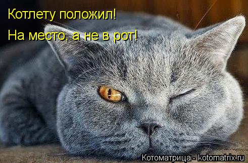 Котлету положил! На место, а не в рот!... Котоматрица: Котлету положил! На место, а не в рот!