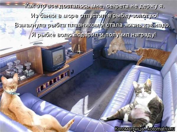 Котоматрица: Как это все досталось мне, секрета не держу я. Взмахнула рыбка плавником и стала жизнь как надо. Из банки в море отпустил я рыбку золотую! Я р