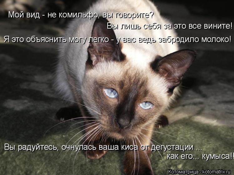 Котоматрица: Мой вид - не комильфо, вы говорите? Вы лишь себя за это все вините! Я это объяснить могу легко - у вас ведь забродило молоко! Вы радуйтесь, очну