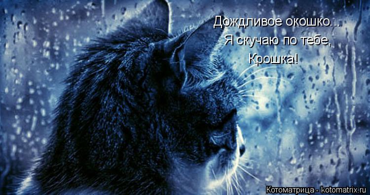 Котоматрица: Дождливое окошко... Я скучаю по тебе, Крошка!