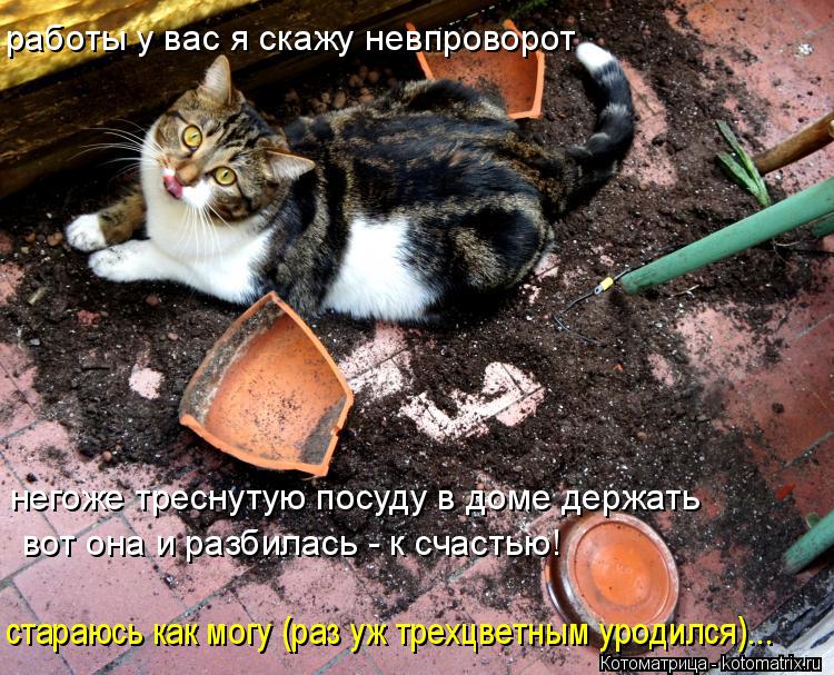 работы у вас я скажу невпроворот негоже треснутую посуду в доме держать вот она и разбилась - к счаст... Котоматрица: работы у вас я скажу невпроворот негоже треснутую посуду в доме держать вот она и разбилась - к счастью! стараюсь как могу (раз уж трехцветны