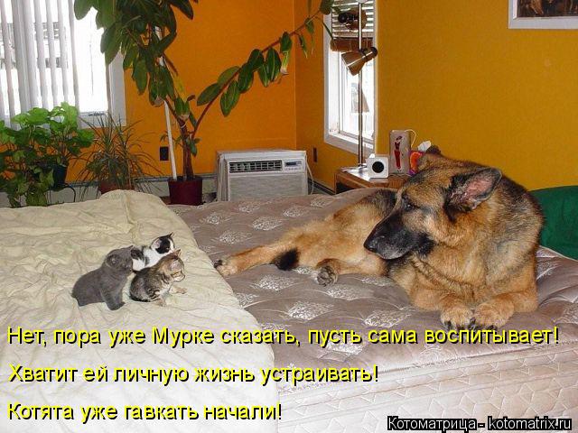 Нет, пора уже Мурке сказать, пусть сама воспитывает! Хватит ей личную жизнь устраивать! Котята уже га... Котоматрица: Нет, пора уже Мурке сказать, пусть сама воспитывает! Хватит ей личную жизнь устраивать! Котята уже гавкать начали!