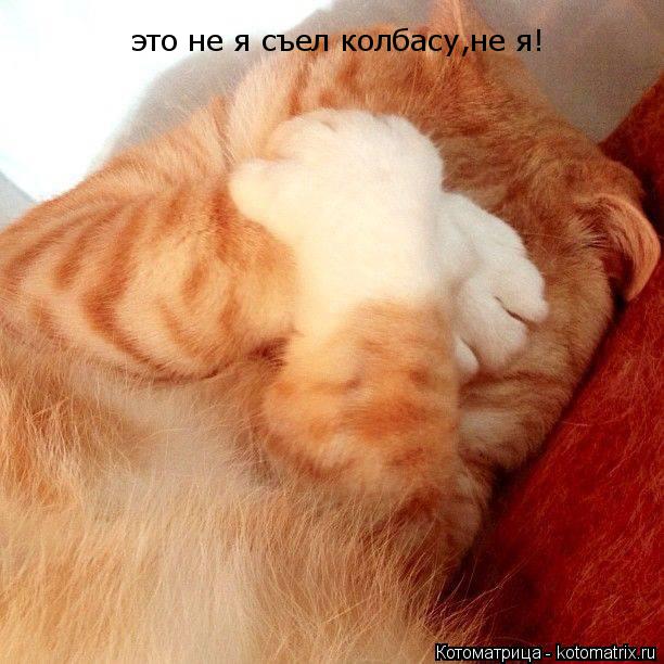это не я съел колбасу,не я!... Котоматрица: это не я съел колбасу,не я!