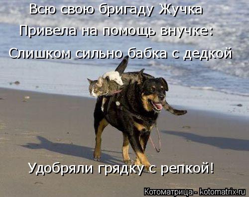 Всю свою бригаду Жучка Привела на помощь внучке: Слишком сильно бабка с дедкой Удобряли грядку с репк... Котоматрица: Всю свою бригаду Жучка Привела на помощь внучке: Слишком сильно бабка с дедкой Удобряли грядку с репкой!