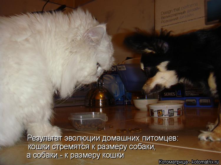 Результат эволюции домашних питомцев: а собаки - к размеру кошки кошки стремятся к размеру собаки,... Котоматрица: Результат эволюции домашних питомцев: а собаки - к размеру кошки кошки стремятся к размеру собаки,
