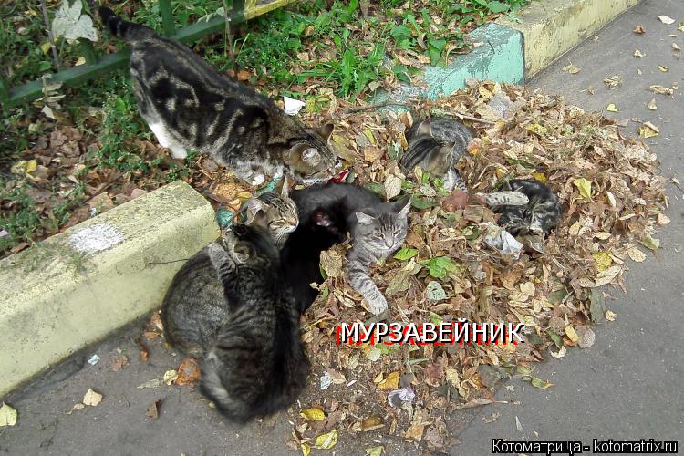 Котоматрица: МУРЗАВЕЙНИК МУРЗАВЕЙНИК
