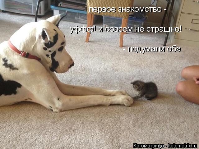 Котоматрица: первое знакомство - уффф! и совсем не страшно! - подумали оба