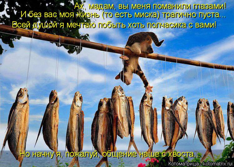 Котоматрица: Ах, мадам, вы меня поманили глазами! И без вас моя жизнь (то есть миска) трагично пуста... Всей душой я мечтаю побыть хоть полчасика с вами! Но н
