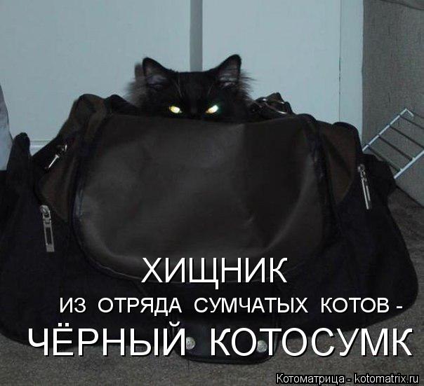 ЧЁРНЫЙ КОТОСУМК ИЗ ОТРЯДА СУМЧАТЫХ КОТОВ - ХИЩНИК... Котоматрица: ЧЁРНЫЙ КОТОСУМК ИЗ ОТРЯДА СУМЧАТЫХ КОТОВ - ХИЩНИК