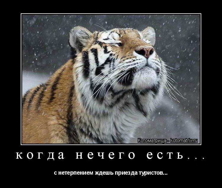 когда нечего есть... с нетерпением ждешь приезда туристов...... Котоматрица: когда нечего есть... с нетерпением ждешь приезда туристов...