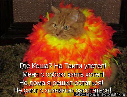 Где Кеша? На Таити улетел! Меня с собою взять хотел! Не смог с хозяйкою расстаться! Но дома я решил о... Котоматрица: Где Кеша? На Таити улетел! Меня с собою взять хотел! Не смог с хозяйкою расстаться! Но дома я решил остаться!
