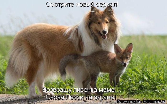 Котоматрица: Снова Лесси на экране! Возвращу лисенка маме.... Смотрите новый сериал!