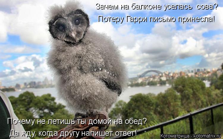 Зачем на балконе уселась сова? Потеру Гарри письмо принесла! Почему не летишь ты домой на обед? Да ж... Котоматрица: Зачем на балконе уселась сова? Потеру Гарри письмо принесла! Почему не летишь ты домой на обед? Да жду, когда другу напишет ответ!