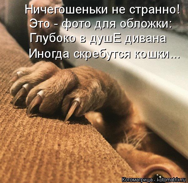 Ничегошеньки не странно! Это - фото для обложки: Глубоко в душЕ дивана Иногда скребутся кошки...... Котоматрица: Ничегошеньки не странно! Это - фото для обложки: Глубоко в душЕ дивана Иногда скребутся кошки...