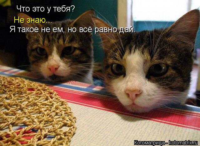 Что это у тебя? Не знаю... Я такое не ем, но всё равно дай.... Котоматрица: Что это у тебя? Не знаю... Я такое не ем, но всё равно дай.