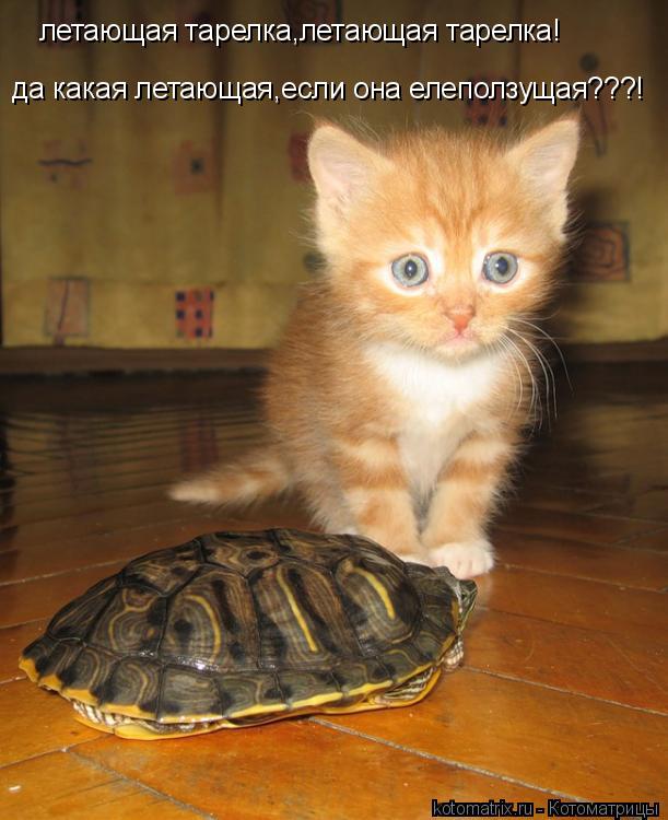 летающая тарелка,летающая тарелка! да какая летающая,если она елеползущая???!... Котоматрица: летающая тарелка,летающая тарелка! да какая летающая,если она елеползущая???!
