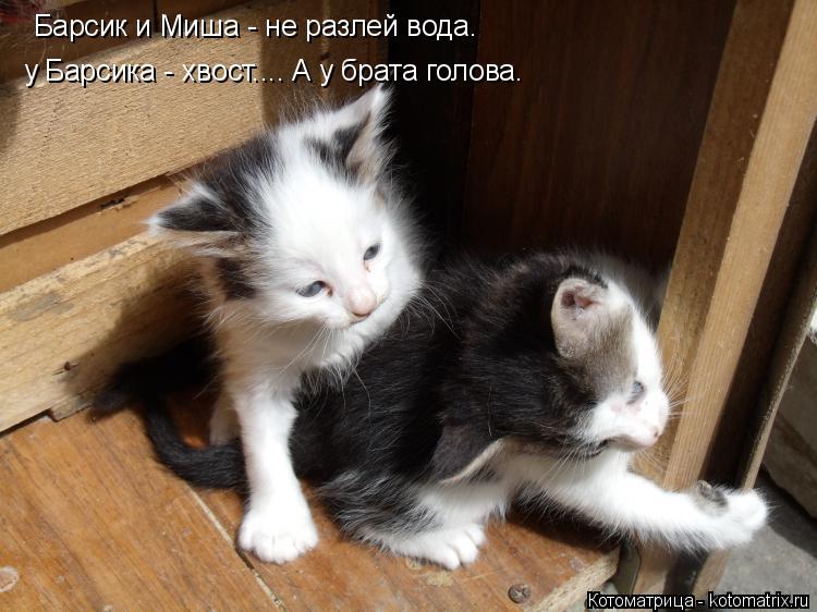 Барсик и Миша - не разлей вода. у Барсика - хвост.... А у брата голова.... Котоматрица: Барсик и Миша - не разлей вода. у Барсика - хвост.... А у брата голова.