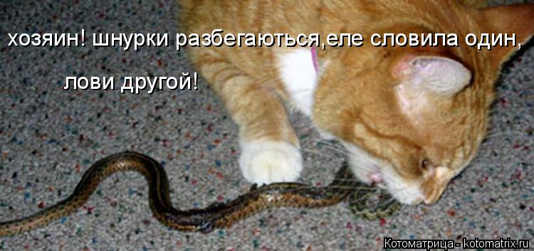 Котоматрица: хозяин! шнурки разбегаються,еле словила один, лови другой!