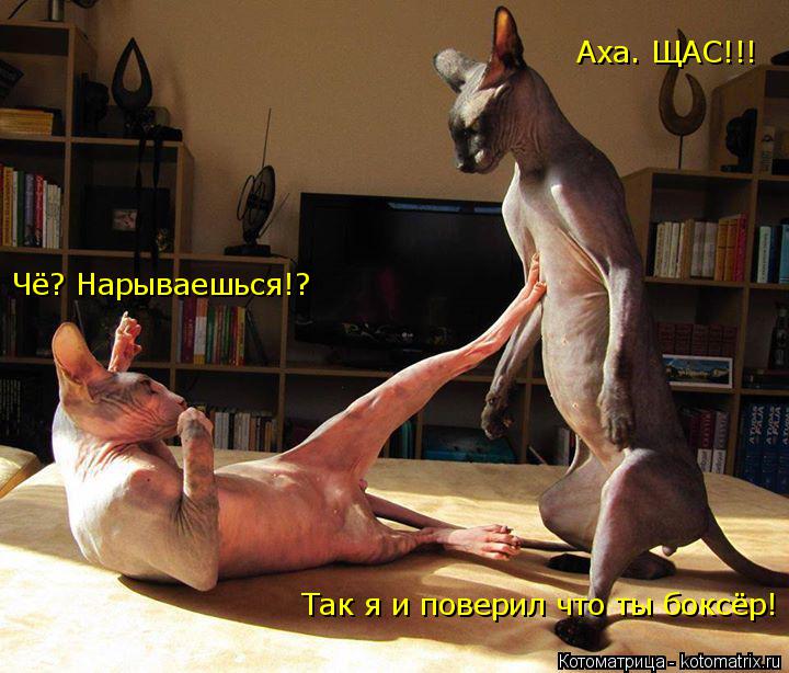Чё? Нарываешься!? Аха. ЩАС!!! Так я и поверил что ты боксёр!... Котоматрица: Чё? Нарываешься!? Аха. ЩАС!!! Так я и поверил что ты боксёр!