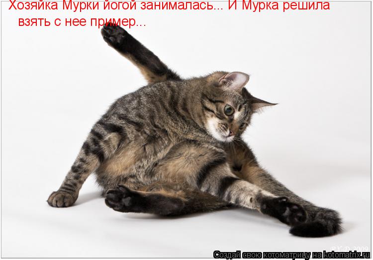 Хозяйка Мурки йогой занималась... И Мурка решила взять с нее пример...... Котоматрица: Хозяйка Мурки йогой занималась... И Мурка решила взять с нее пример...