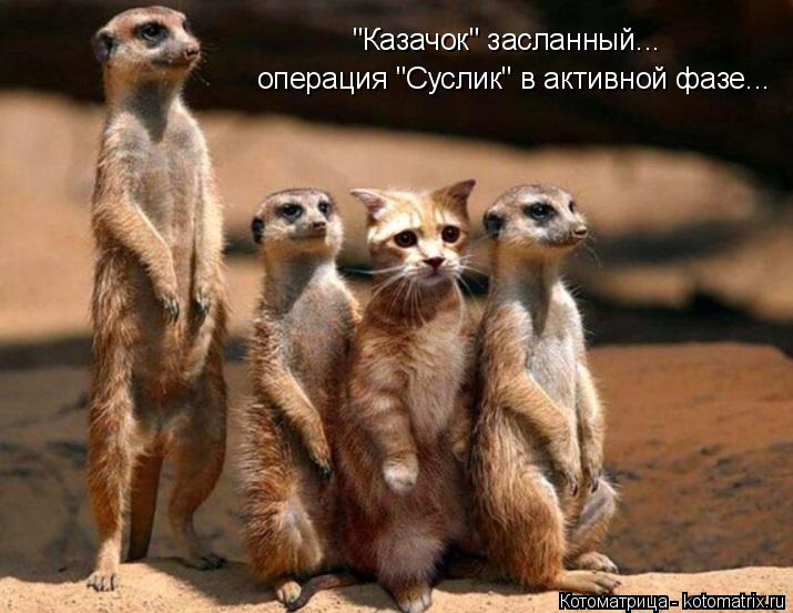 "Казачок" засланный... операция "Суслик" в активной фазе...... Котоматрица: "Казачок" засланный... операция "Суслик" в активной фазе...