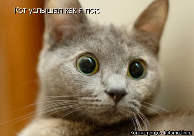 Котоматрица: Кот услышал как я пою