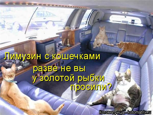 Лимузин с кошечками разве не вы у золотой рыбки просили?... Котоматрица: Лимузин с кошечками разве не вы у золотой рыбки просили?