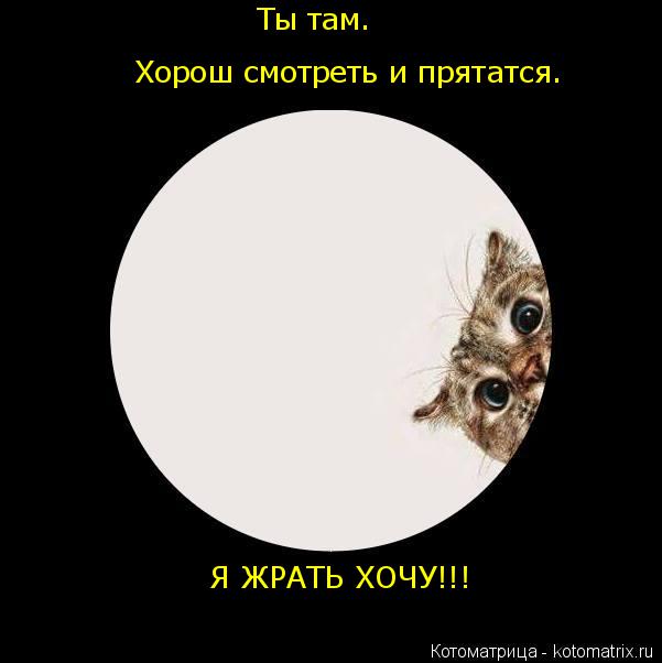 Ты там. Хорош смотреть и прятатся. Я ЖРАТЬ ХОЧУ!!!... Котоматрица: Ты там. Хорош смотреть и прятатся. Я ЖРАТЬ ХОЧУ!!!