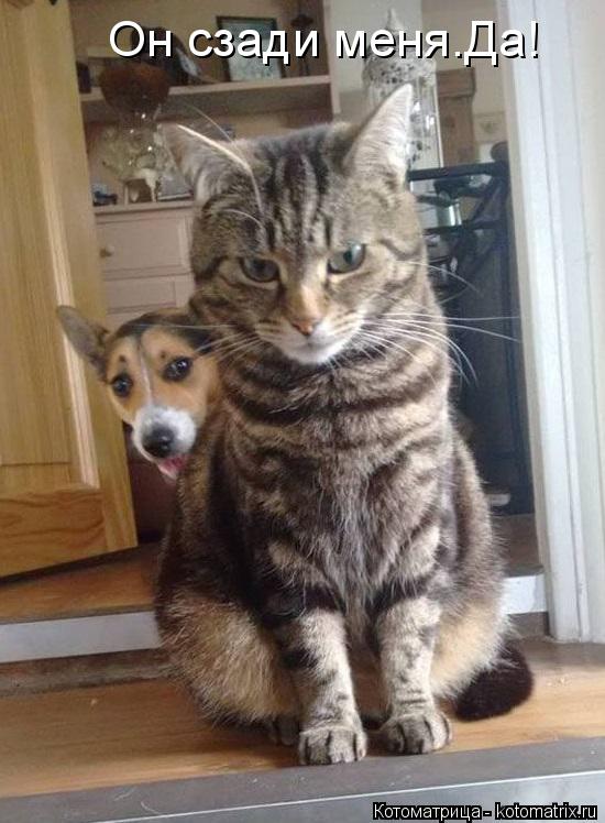 Котоматрица: Он сзади меня.Да!