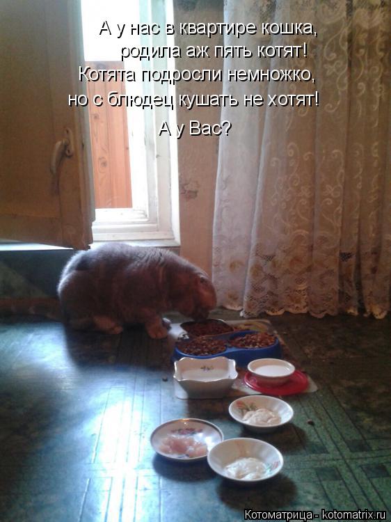 Котоматрица: Котята подросли немножко, но с блюдец кушать не хотят! родила аж пять котят! А у нас в квартире кошка, А у Вас?