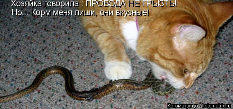 Хозяйка говорила : ПРОВОДА НЕ ГРЫЗТЬ! Но... Корм меня лиши, они вкусные!... Котоматрица: Хозяйка говорила : ПРОВОДА НЕ ГРЫЗТЬ! Но... Корм меня лиши, они вкусные!