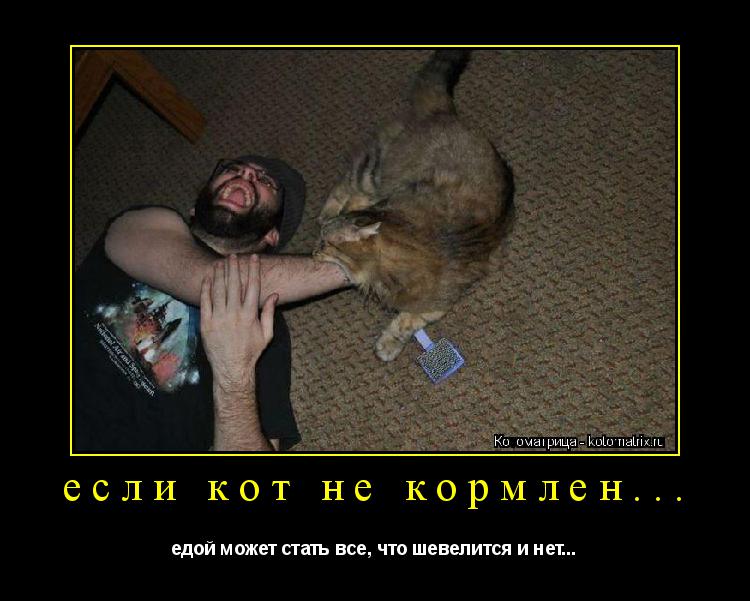 если кот не кормлен... едой может стать все, что шевелится и нет...... Котоматрица: если кот не кормлен... едой может стать все, что шевелится и нет...