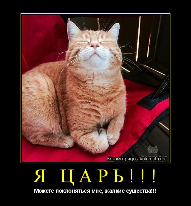 Я ЦАРЬ!!! Можете поклоняться мне, жалкие существа!!!... Котоматрица: Я ЦАРЬ!!! Можете поклоняться мне, жалкие существа!!!