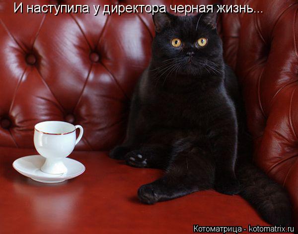 И наступила у директора черная жизнь...... Котоматрица: И наступила у директора черная жизнь...