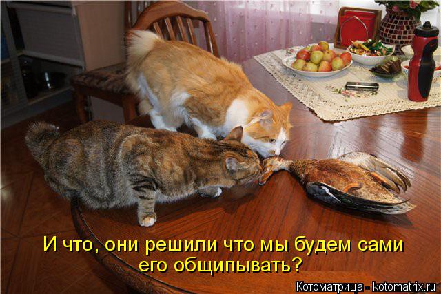 И что, они решили что мы будем сами его общипывать?... Котоматрица: И что, они решили что мы будем сами его общипывать?