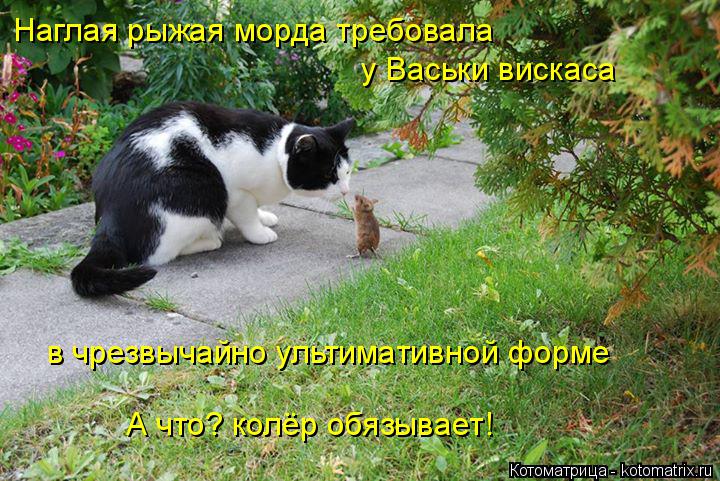Наглая рыжая морда требовала у Васьки вискаса в чрезвычайно ультимативной форме А что? колёр обязыва... Котоматрица: Наглая рыжая морда требовала у Васьки вискаса в чрезвычайно ультимативной форме А что? колёр обязывает!