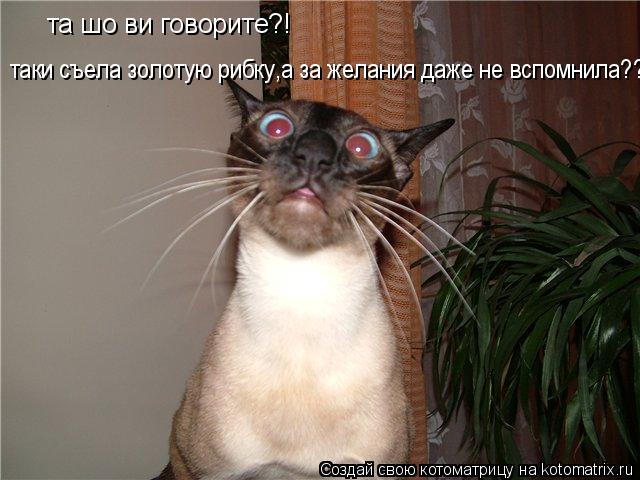 та шо ви говорите?! таки съела золотую рибку,а за желания даже не вспомнила??... Котоматрица: та шо ви говорите?! таки съела золотую рибку,а за желания даже не вспомнила??