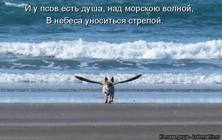 И у псов есть душа, над морскою волной, В небеса уноситься стрелой.... Котоматрица: И у псов есть душа, над морскою волной, В небеса уноситься стрелой.