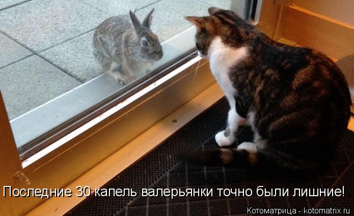 Последние 30 капель валерьянки точно были лишние!... Котоматрица: Последние 30 капель валерьянки точно были лишние!