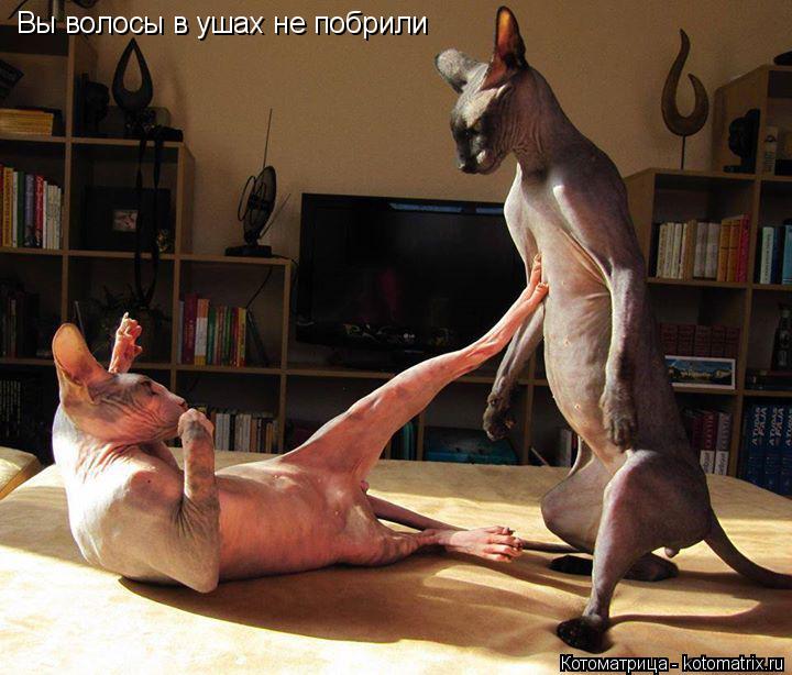 Вы волосы в ушах не побрили... Котоматрица: Вы волосы в ушах не побрили