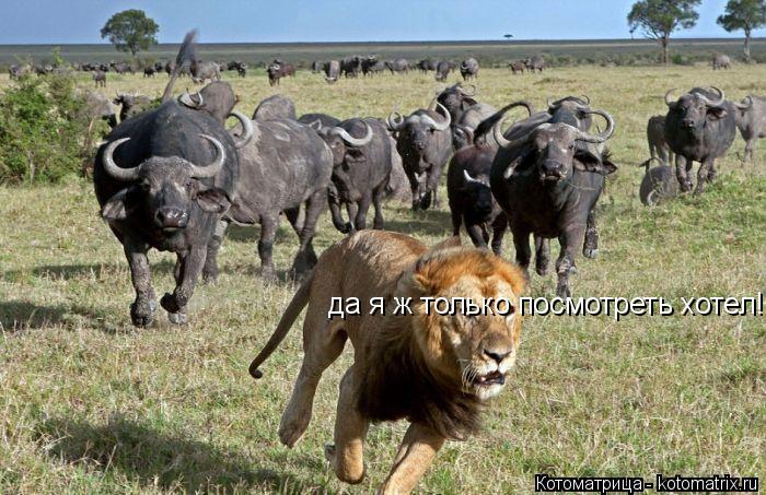 да я ж только посмотреть хотел!!!... Котоматрица: да я ж только посмотреть хотел!!!