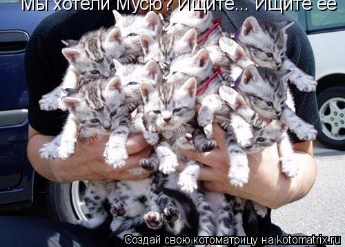 Мы хотели Мусю? Ищите... Ищите ее... Котоматрица: Мы хотели Мусю? Ищите... Ищите ее