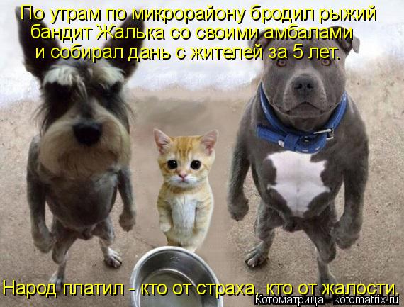 По утрам по микрорайону бродил рыжий бандит Жалька со своими амбалами и собирал дань с жителей за 5... Котоматрица: По утрам по микрорайону бродил рыжий бандит Жалька со своими амбалами и собирал дань с жителей за 5 лет. Народ платил - кто от страха, кто от