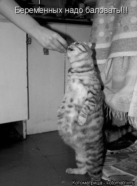 Беременных надо баловать!!!... Котоматрица: Беременных надо баловать!!!