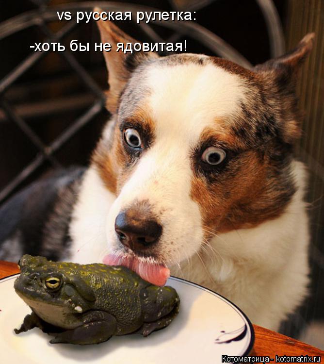 vs русская рулетка: -хоть бы не ядовитая!... Котоматрица: vs русская рулетка: -хоть бы не ядовитая!