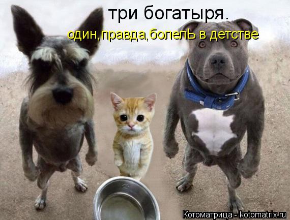 три богатыря. один,правда,болелЬ в детстве... Котоматрица: три богатыря. один,правда,болелЬ в детстве