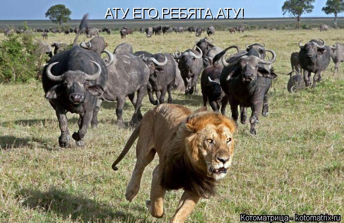 АТУ ЕГО,РЕБЯТА,АТУ!... Котоматрица: АТУ ЕГО,РЕБЯТА,АТУ!