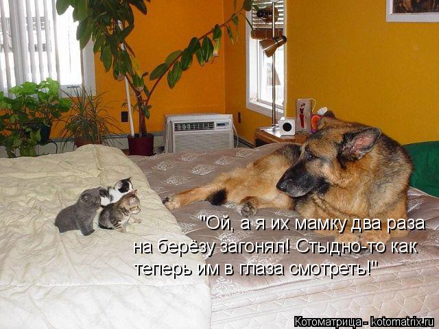 "Ой, а я их мамку два раза на берёзу загонял! Стыдно-то как теперь им в глаза смотреть!"... Котоматрица: "Ой, а я их мамку два раза на берёзу загонял! Стыдно-то как теперь им в глаза смотреть!"